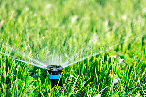 no watering