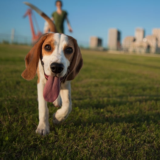 pet friendly turf
